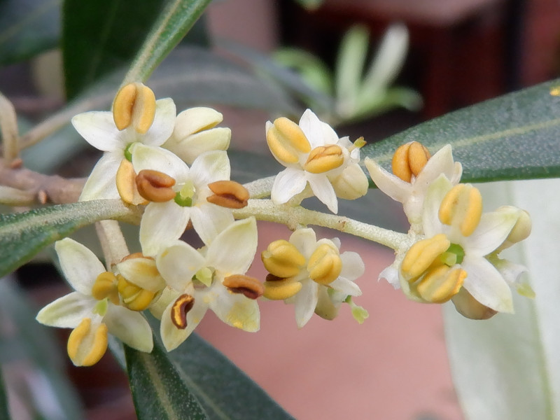 オリーブ Olea Europaea かぎけん花図鑑