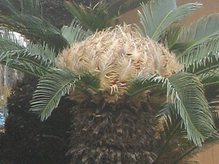 Cycas revoluta