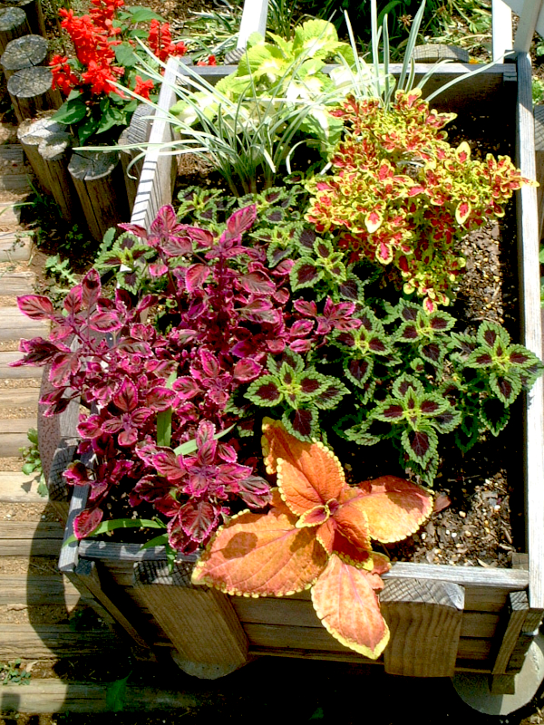 Coleus