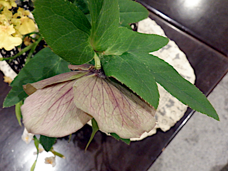 Helleborus orientalis