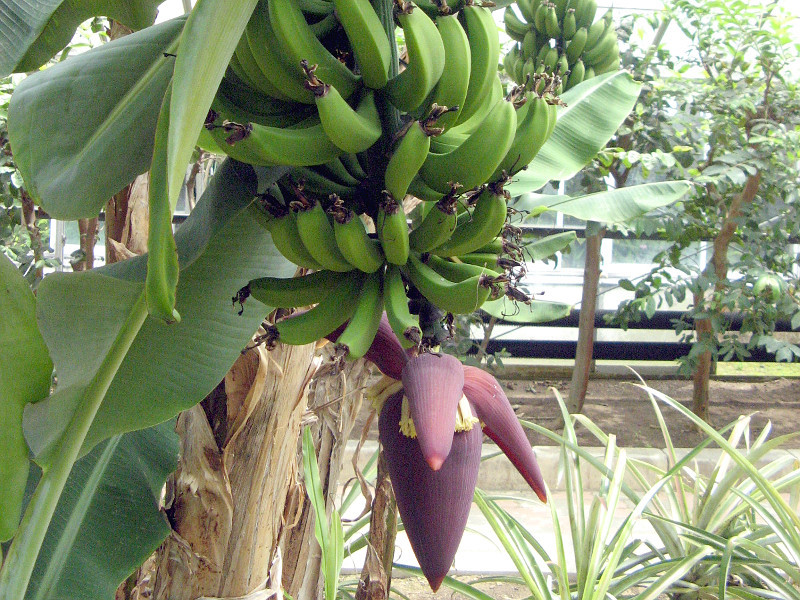 バナナ Musa Acuminata かぎけん花図鑑