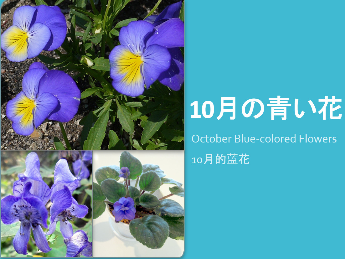 10月の青い花