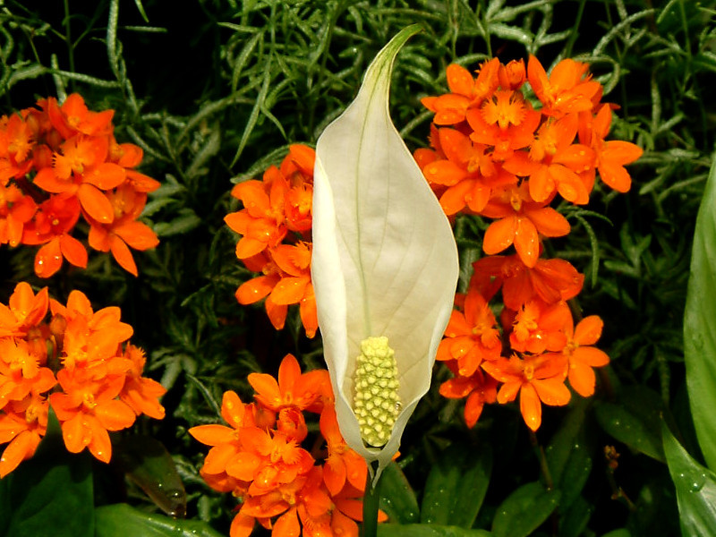 Spathiphyllum