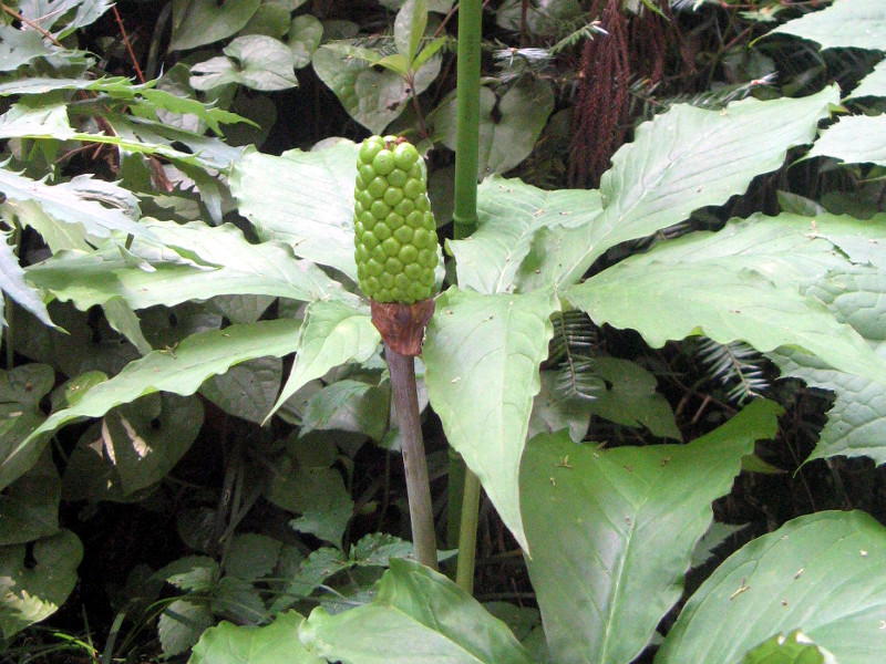 ミミガタテンナンショウ Arisaema Limbatum Var Ionostemma かぎけん花図鑑