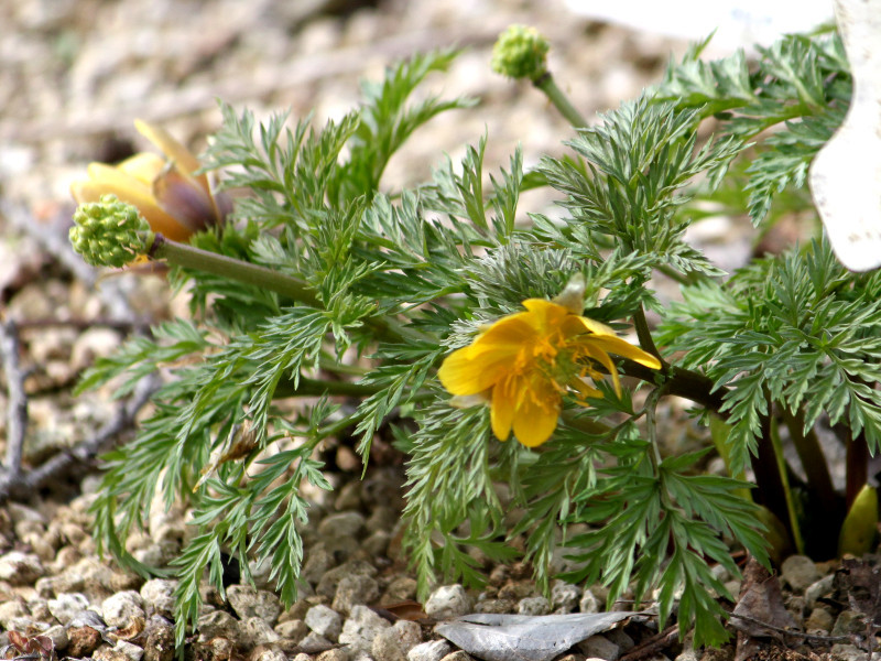 Adonis amurensis