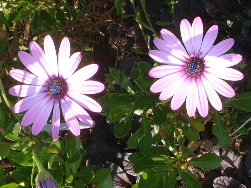 オステオスペルマム Osteospermum かぎけん花図鑑