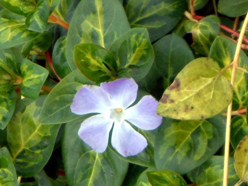 ヒメツルニチニチソウ Vinca Minor かぎけん花図鑑