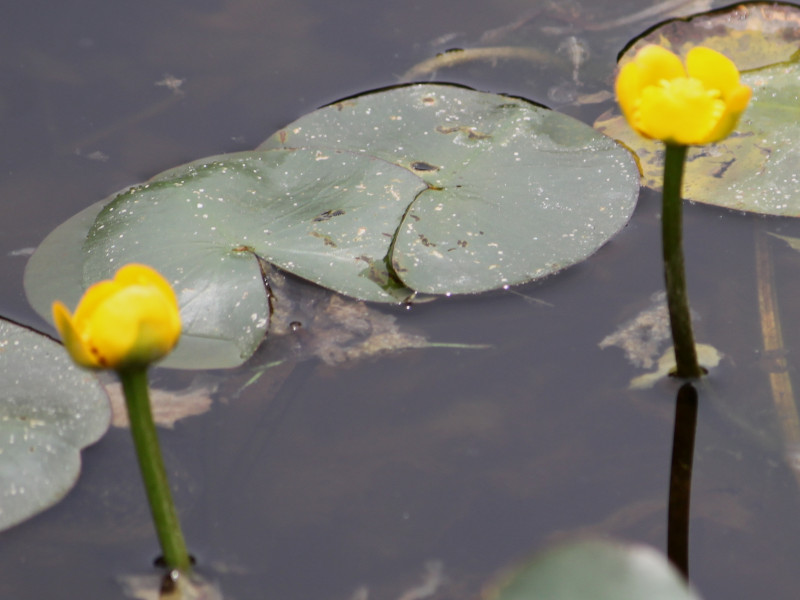 Nuphar subintegerrimum