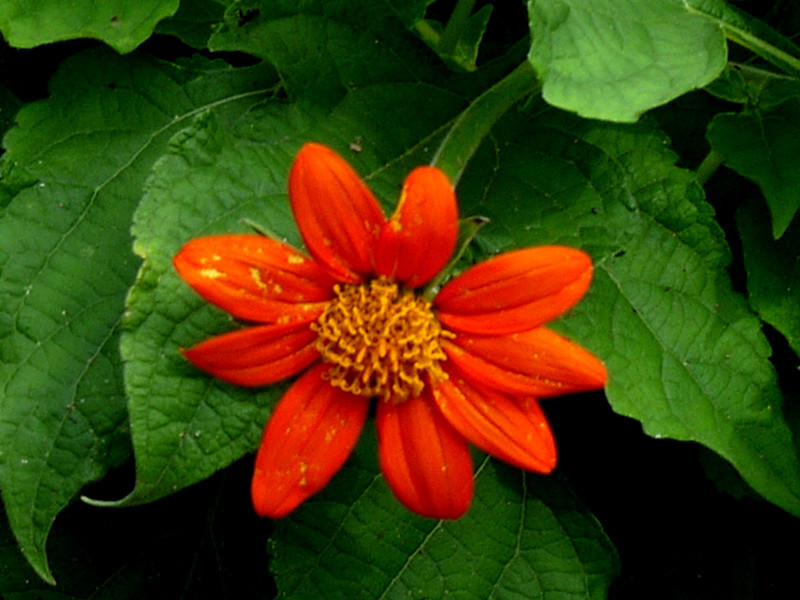 チトニア Tithonia Rotundifolia かぎけん花図鑑