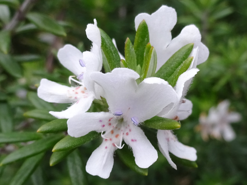 迷迭香 Rosmarinus Officinalis L 科技研花图画书