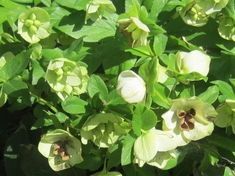 Helleborus orientalis