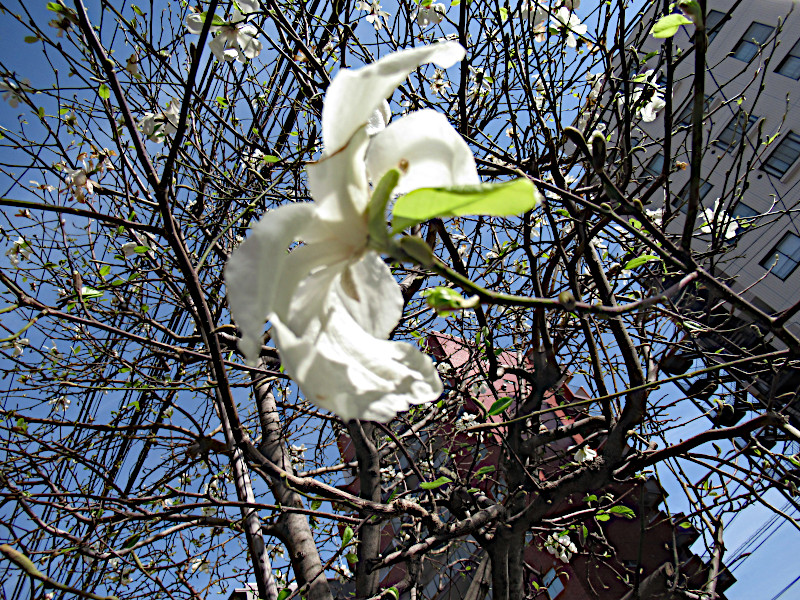 Magnolia kobus