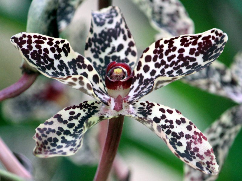 タイガーオーキッド Grammatophyllum Speciosum かぎけん花図鑑