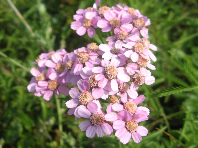 Achillea japonica