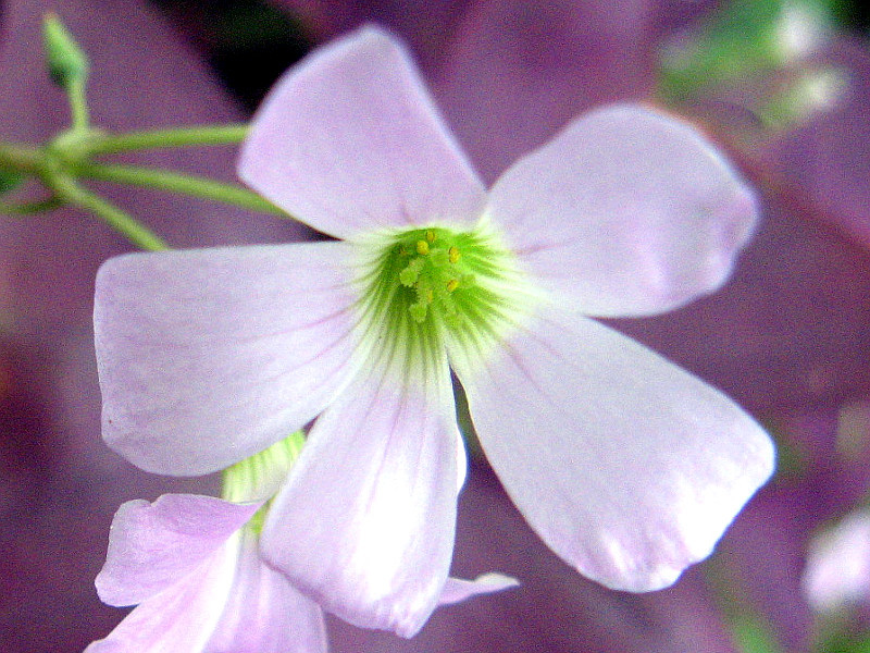 Oxalis triangularis