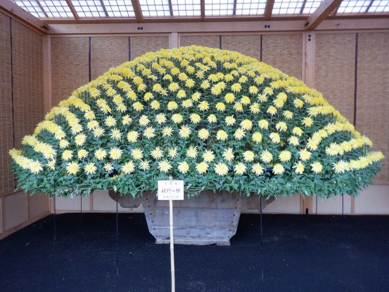 Chrysanthemum morifolium