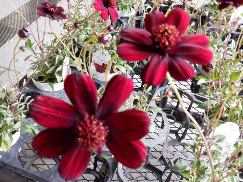 Chocolate Cosmos