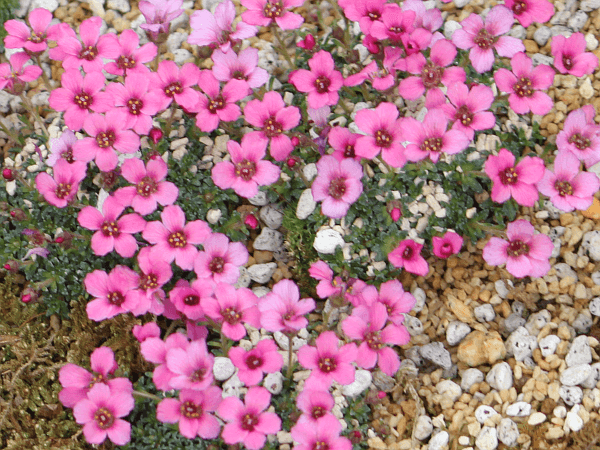 Saxifraga Mossy