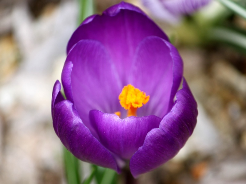 Crocus