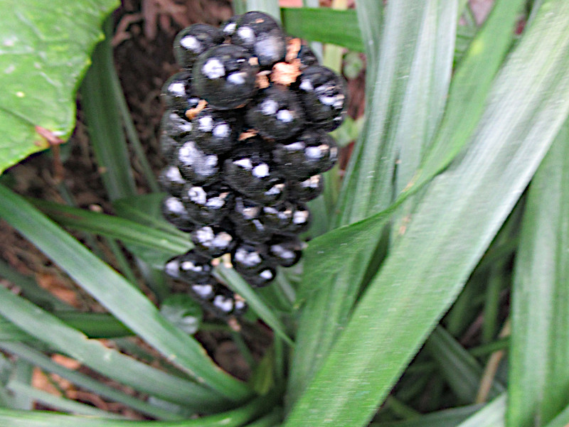 Liriope muscari