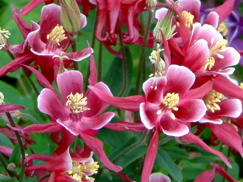 オダマキ Aquilegia Spp かぎけん花図鑑