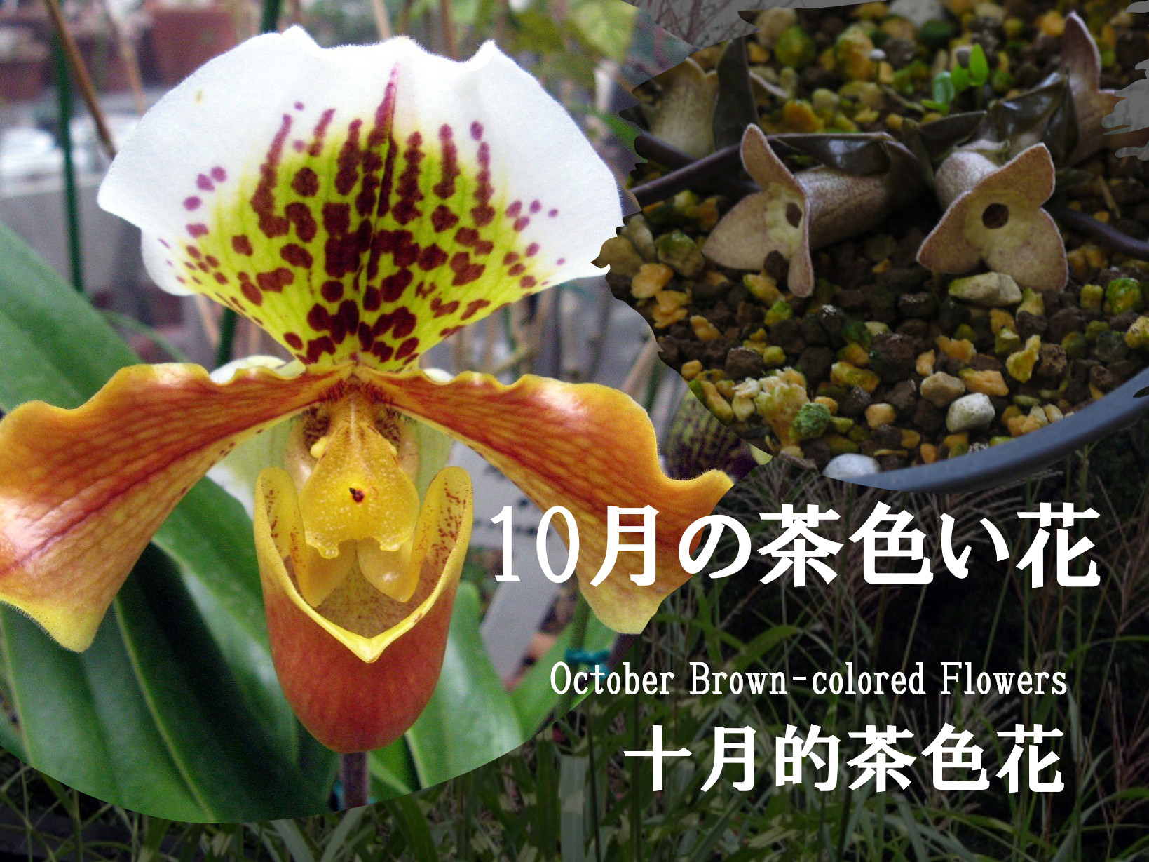 10月の茶色い花