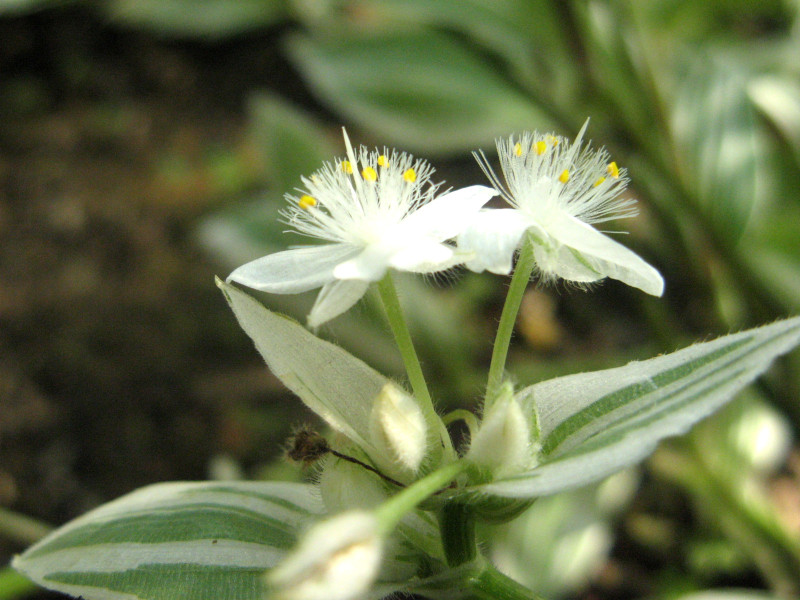 Tradescantia albiflora