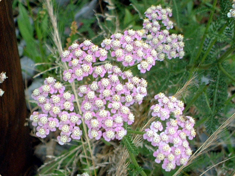 Achillea millefolium