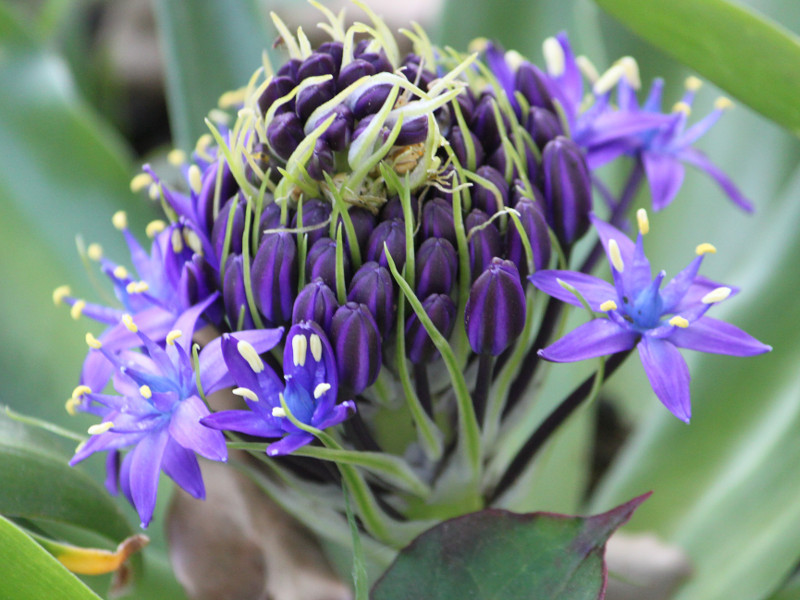 Purple flowers blooming in June