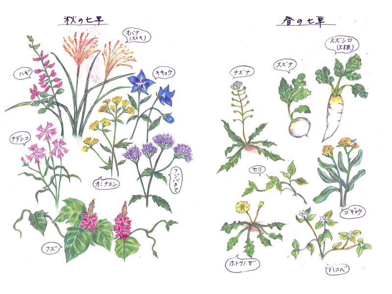 The seven flowers of autumn in Japan