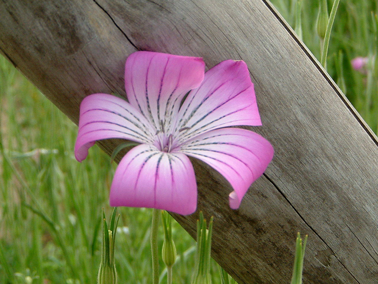 特集　5月のピンクの花（桃色の花）一覧-2