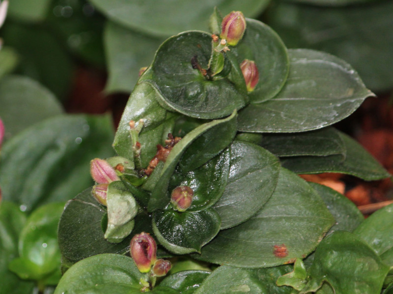 Daruma toad lily