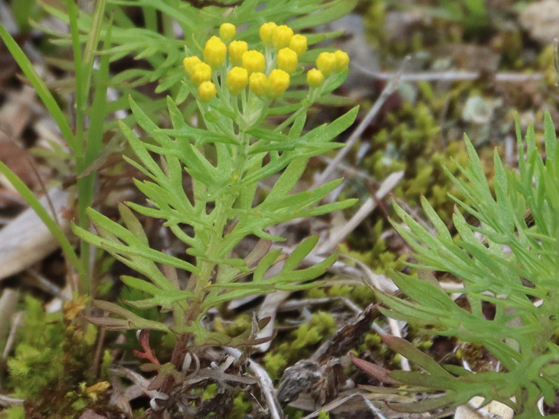 Chrysanthemum rupestre 