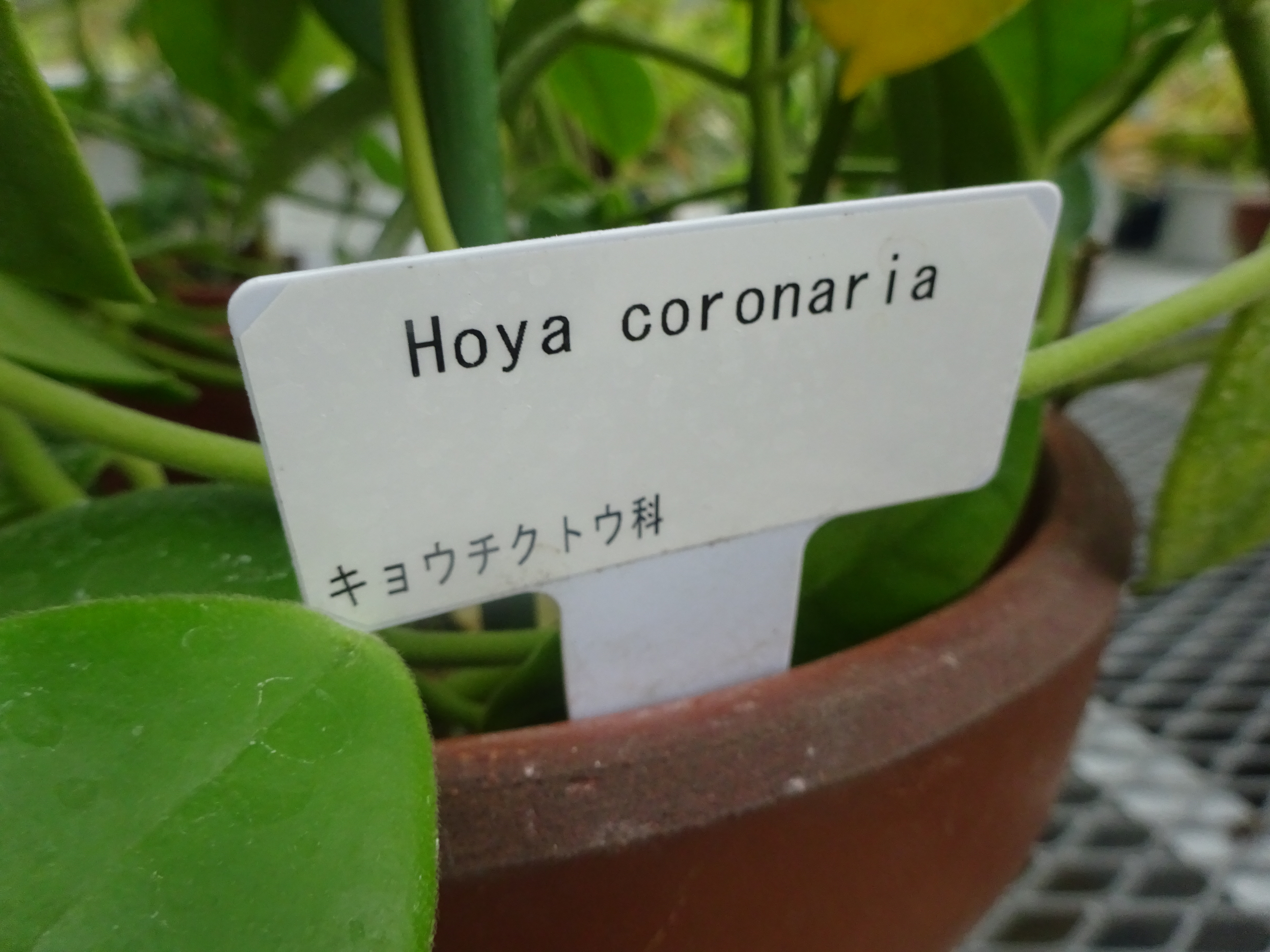 Hoya coronaria