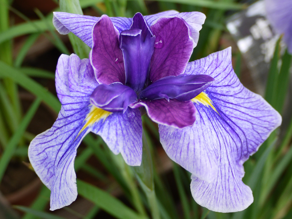 Japanese Iris 'Chitose'