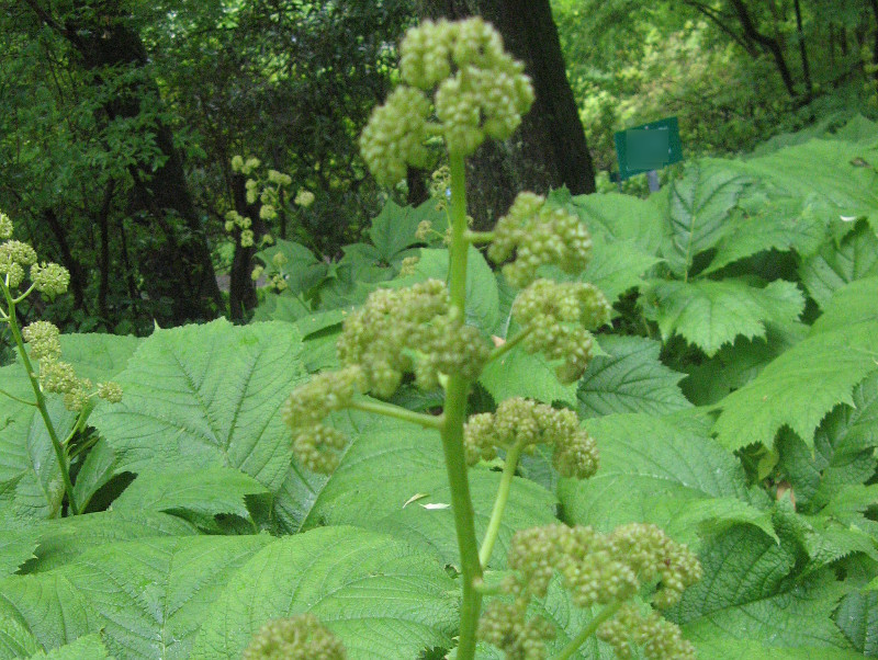 鬼灯檠 Rodgersia Podophylla 科技研花图画书