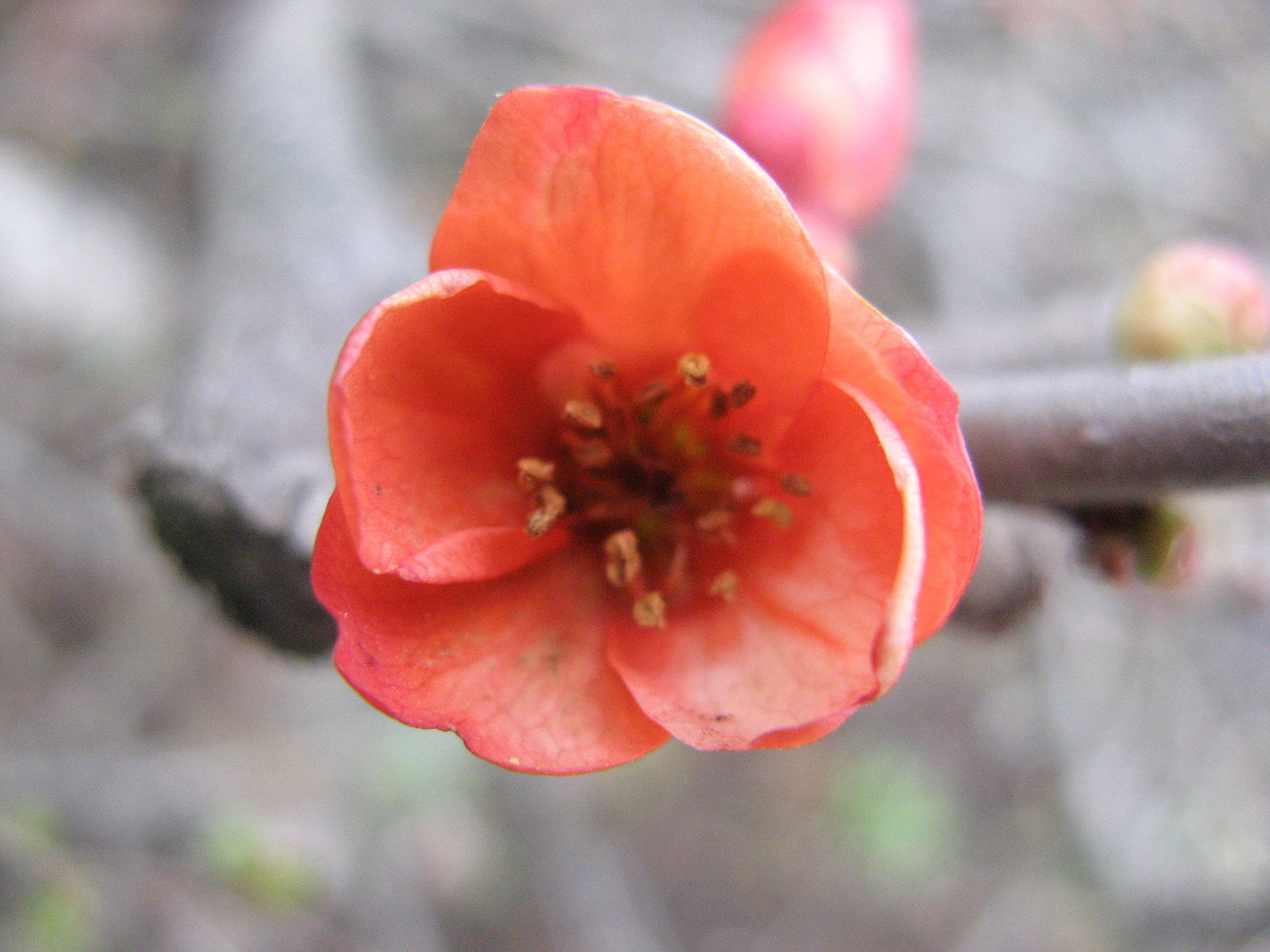 Japanese quince