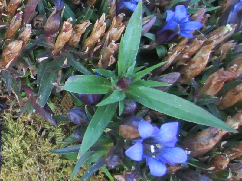 キリシマリンドウ Gentiana Scabra Var B F Procumbens かぎけん花図鑑