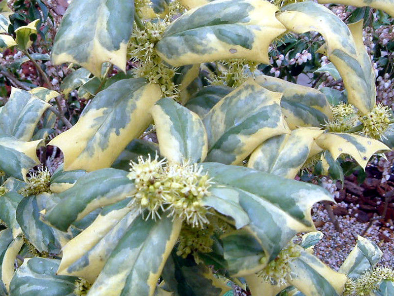 Variegated Chinese Holly