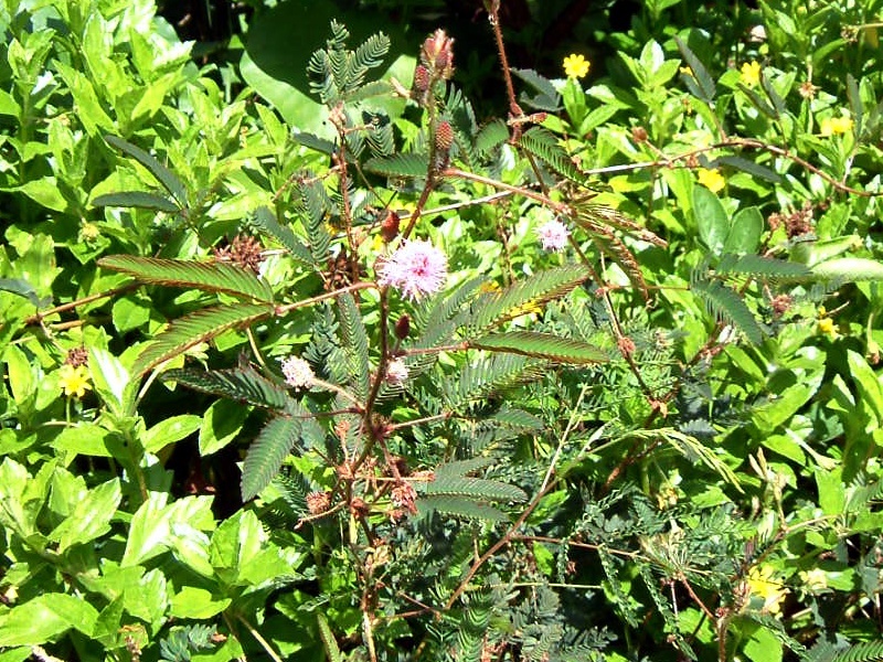 Mimosa pudica