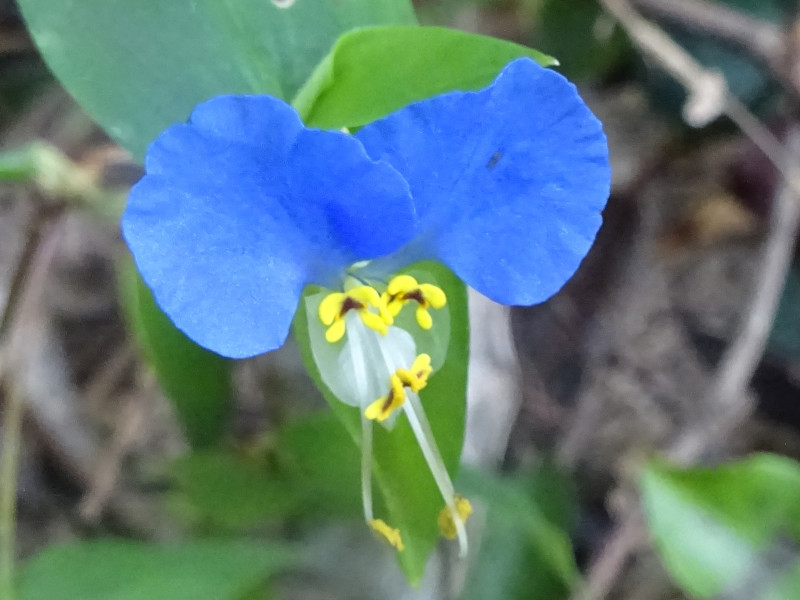 ツユクサ Commelina Communis かぎけん花図鑑