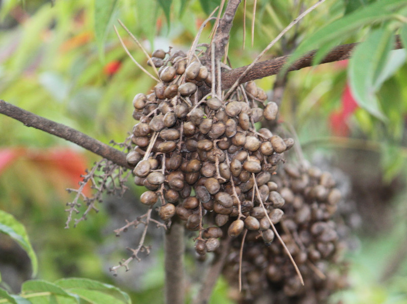 ハゼノキ Rhus Succedanea かぎけん花図鑑