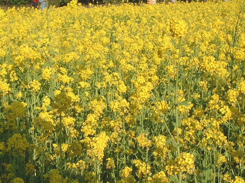 アブラナ Brassica Rapa Var Amplexicaulis かぎけん花図鑑