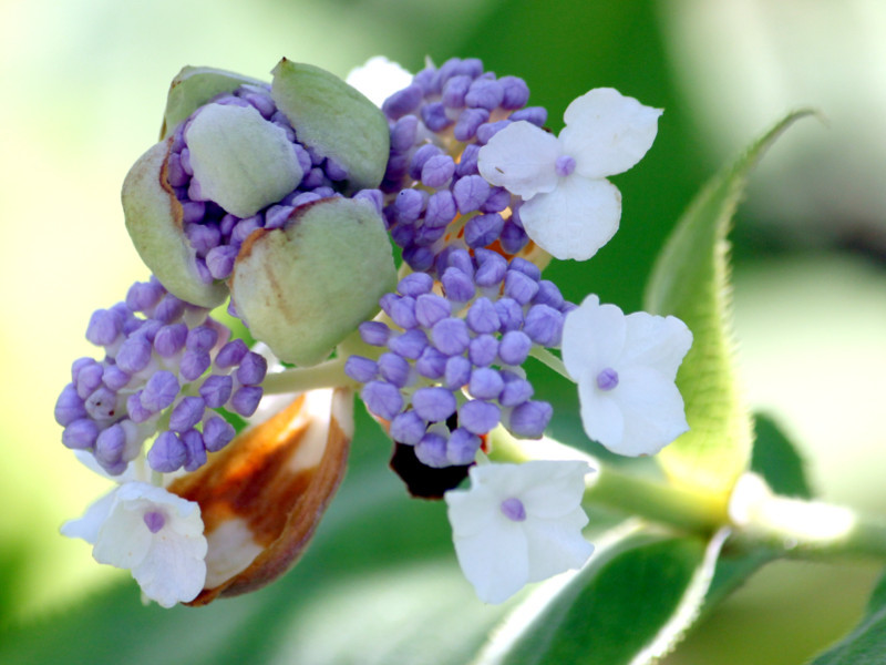 万133. 花色変わるのは罪なの？💑（玉）紫陽花 万葉集草木