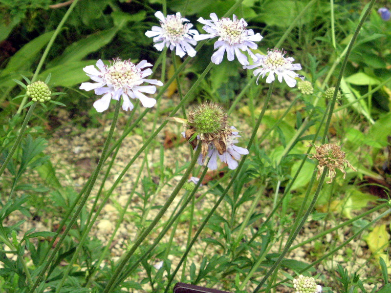  日本高山蓝盆花