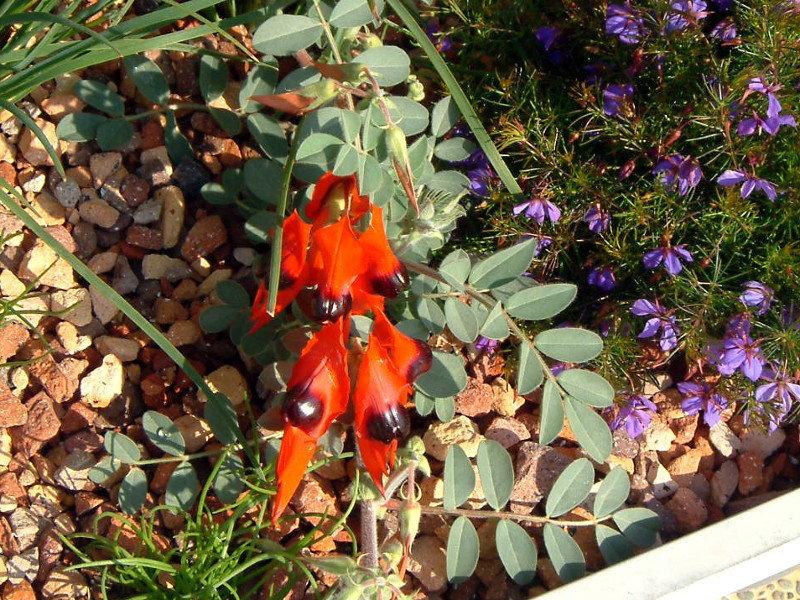 Sturt's Desert Pea