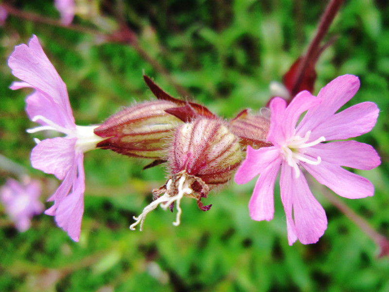 Red Campion Silene Dioica Flower Database