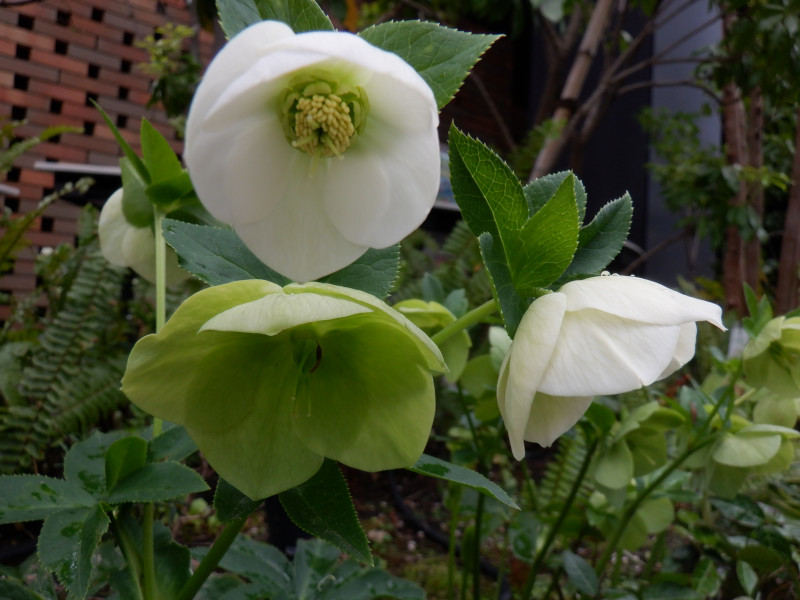 Helleborus orientalis