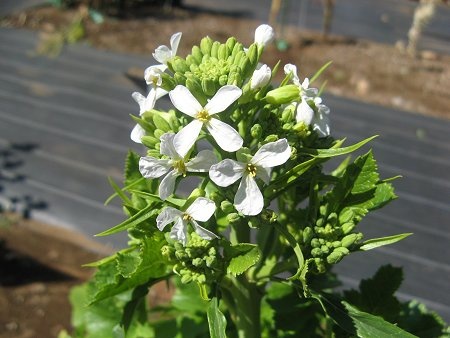 Japanese radish