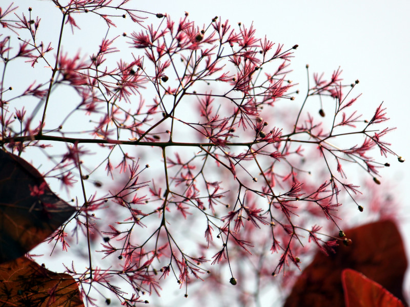 Smoke bush